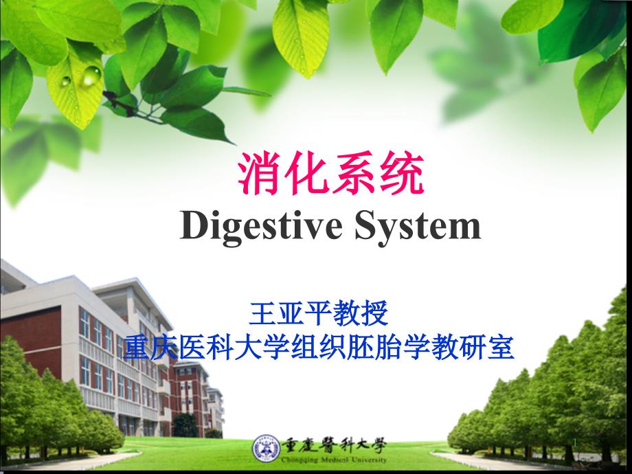 消化系统组织学培训ppt课件_第1页