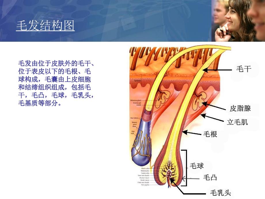 脱毛讲解ppt课件_第1页