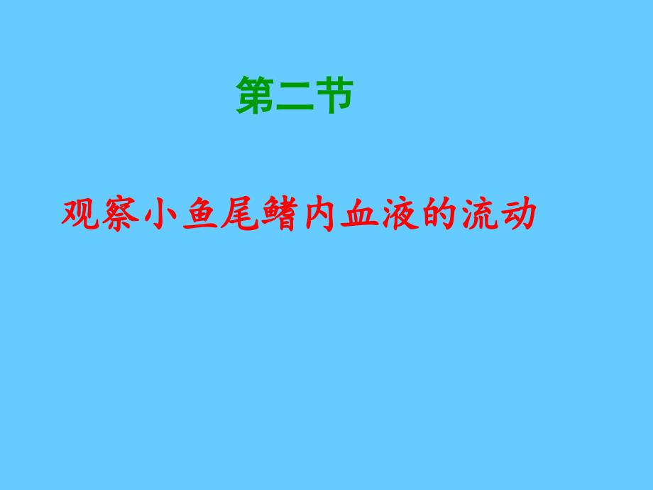 观察小鱼尾鳍内血液的流动公开课_第1页