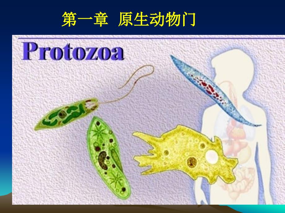 第一章原生动物门Protozoa原生动物门的主要名师编辑课件_第1页