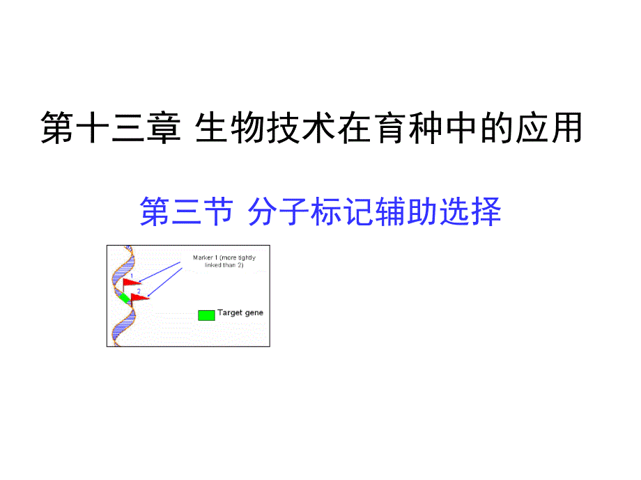 育种学ppt课件-13-3-分子标记辅助育种_第1页