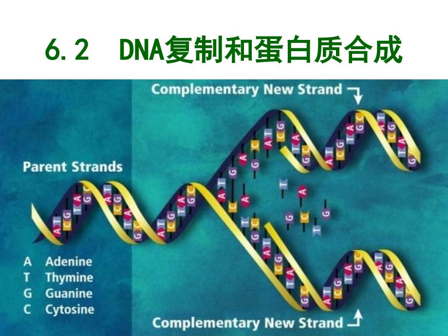 DNA复制和蛋白质合成_第1页