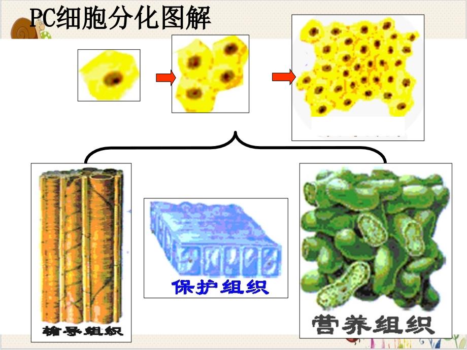 细胞的生命历程生长衰老和癌变课件_第1页