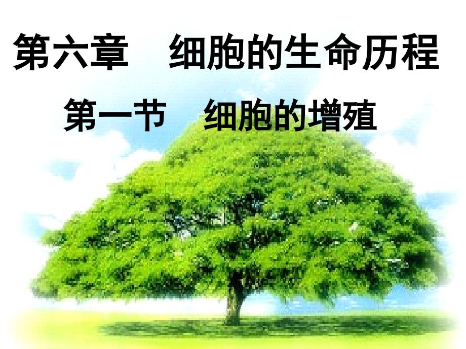 6.1细胞的增殖好动画_第1页