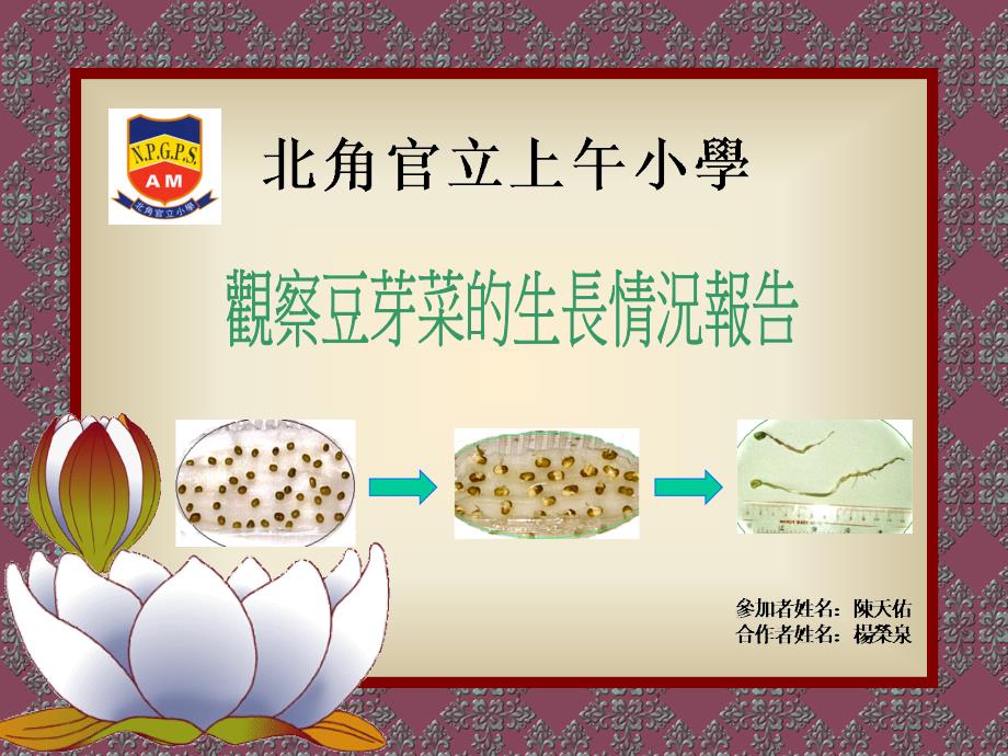 a绿豆黄豆孵出豆芽菜的图片比较课件_第1页