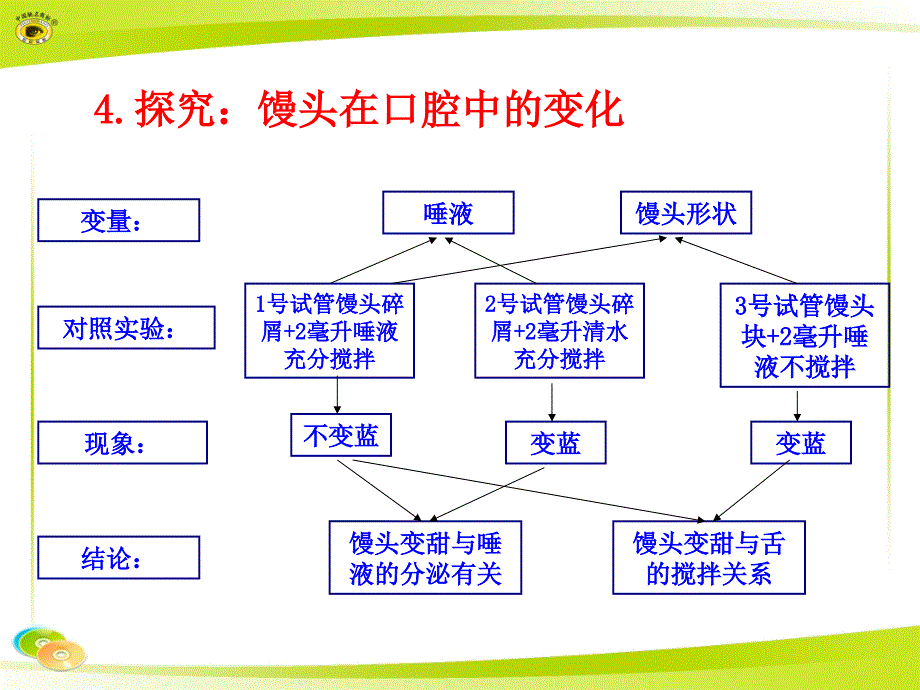 4.探究：馒头在口腔中的变化_第1页