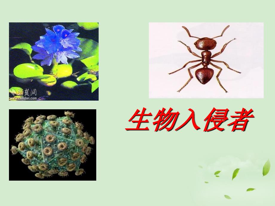 《生物入侵者》课件_第1页