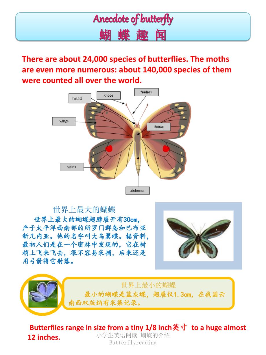 小学生英语阅读-蝴蝶的介绍Butterflyreading课件_第1页