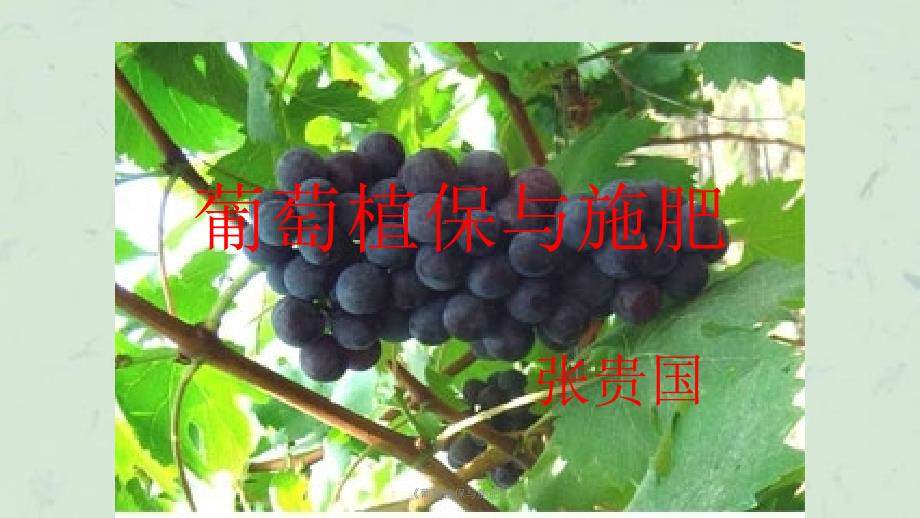 《葡萄植保与施肥》ppt课件_第1页