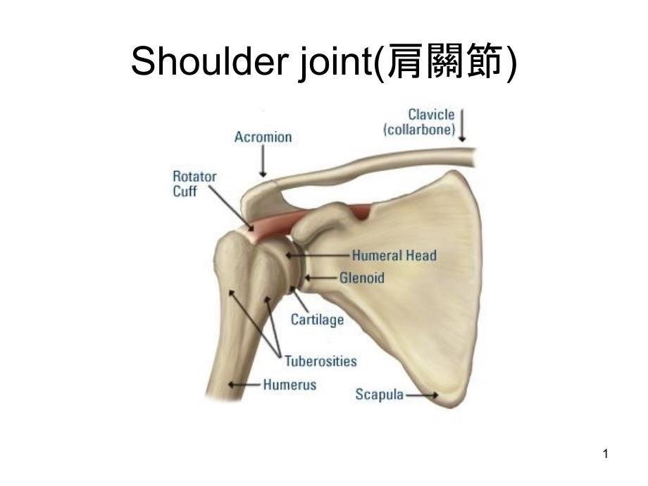 KNEEJOINT肩关节_第1页