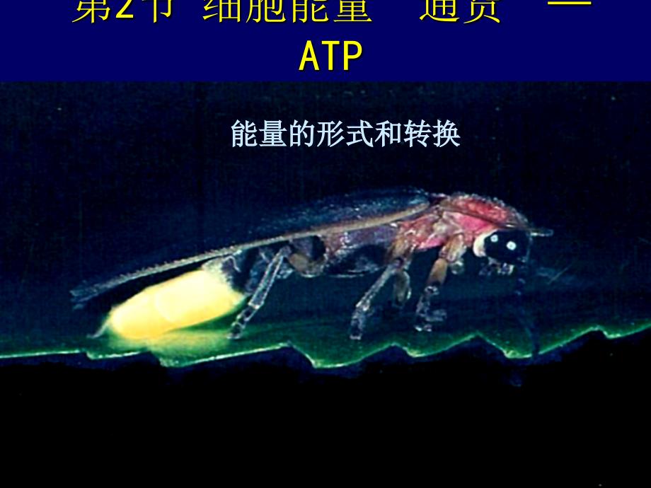 高中生物同步课件：5.2 细胞的能量“通货”──ATP(7)(人教版必修1)_第1页