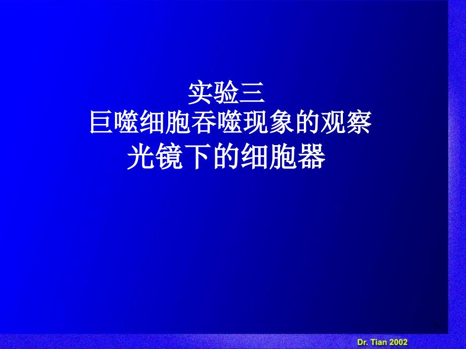 巨噬细胞吞噬现象观察光镜下细胞器_第1页