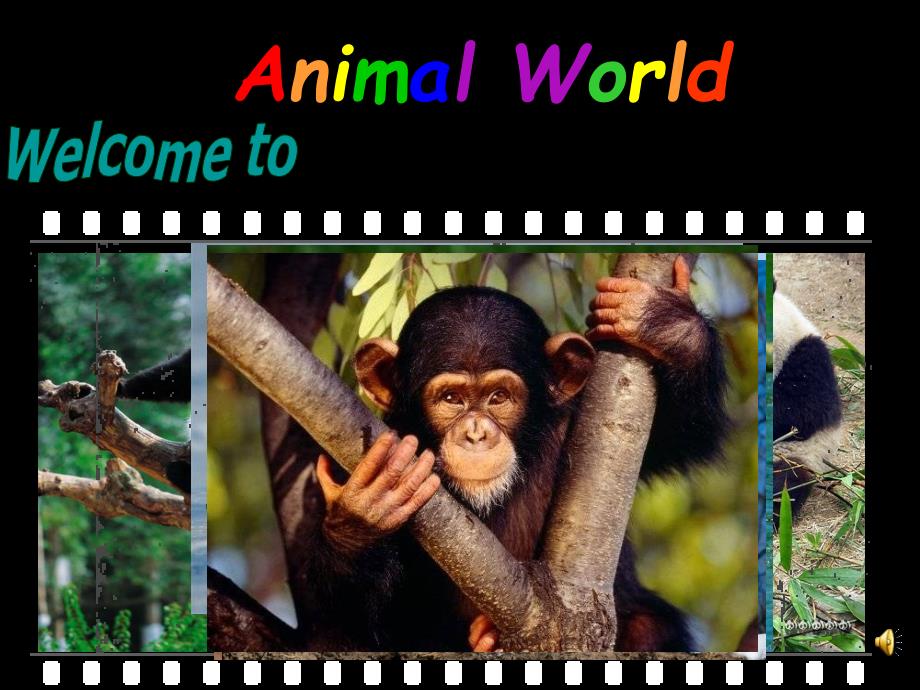 8A Unit5 Wild animals Integrated skills_第1页