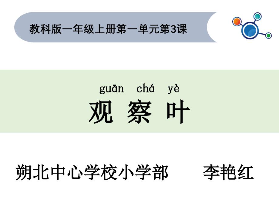 一年级上册科学课件-《3.观察叶》教科版 (共19张PPT)_第1页