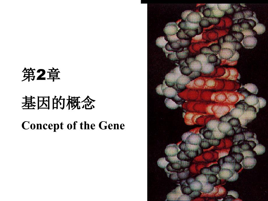 MBg-2 Gene concept_第1页