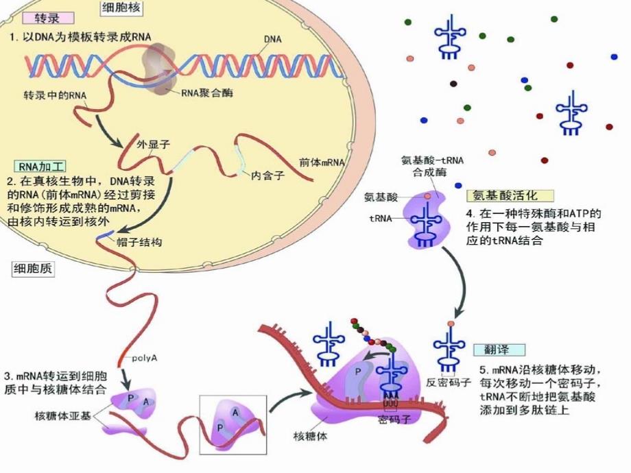 分子遗传学-5章-真核生物基因的表达调控课件_第1页