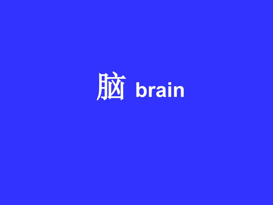 腦神經(jīng)系統(tǒng)解剖學(xué) 課件_第1頁