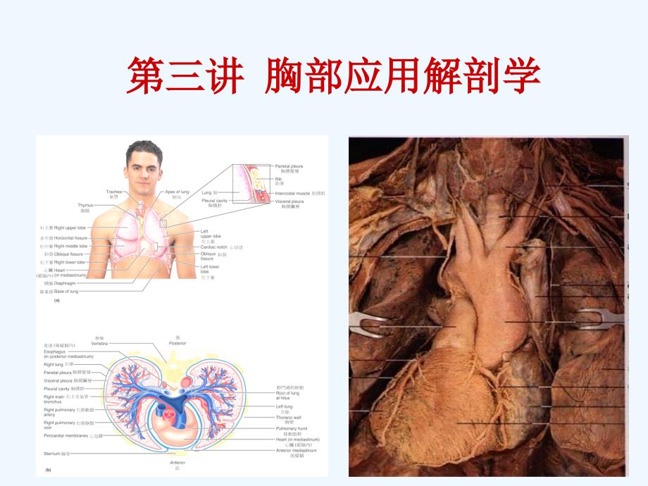 三胸部局部应用解剖学_第1页