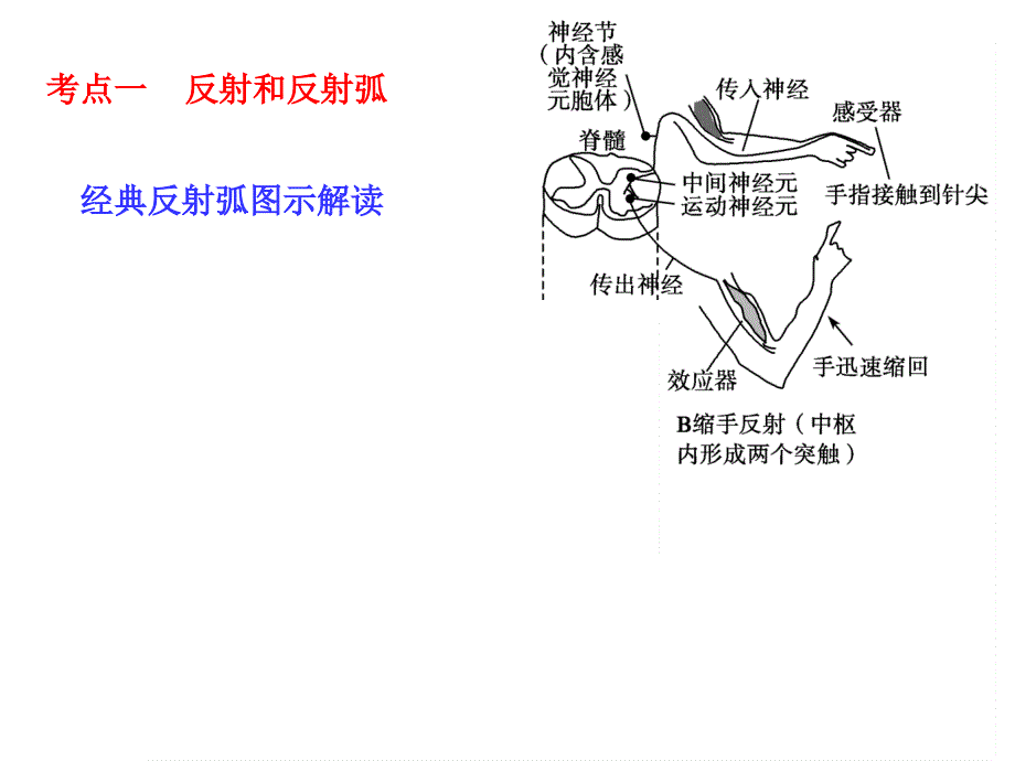 —通过神经系统调节_第1页