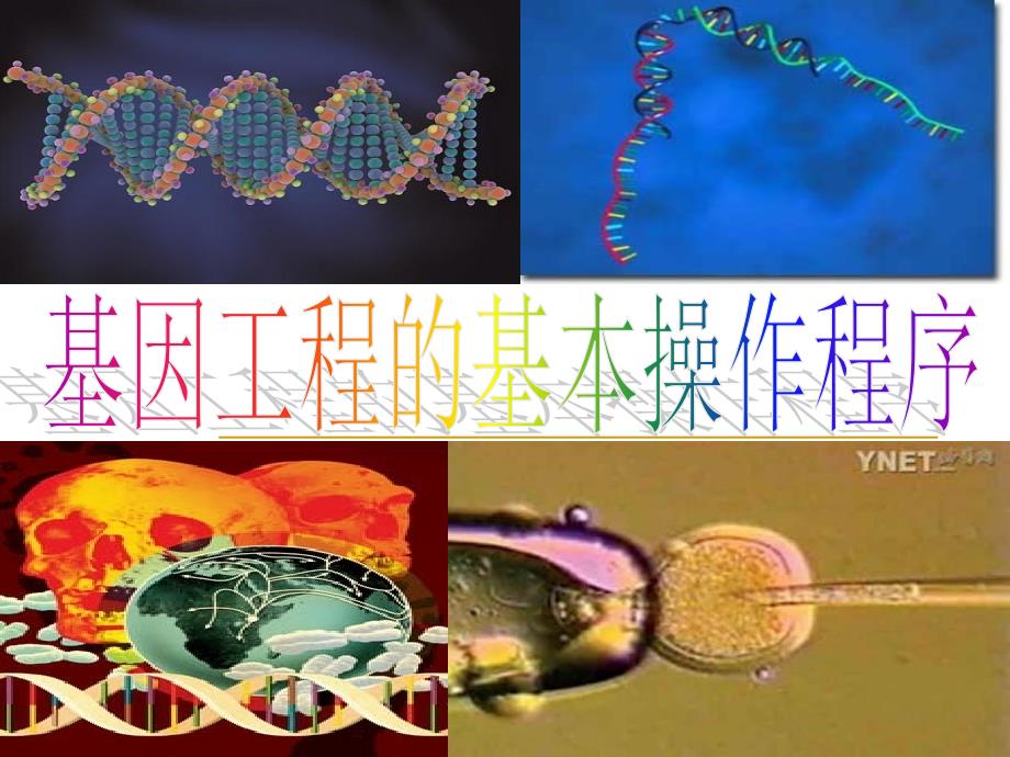 1.2基因工程的基本操作程序_第1页