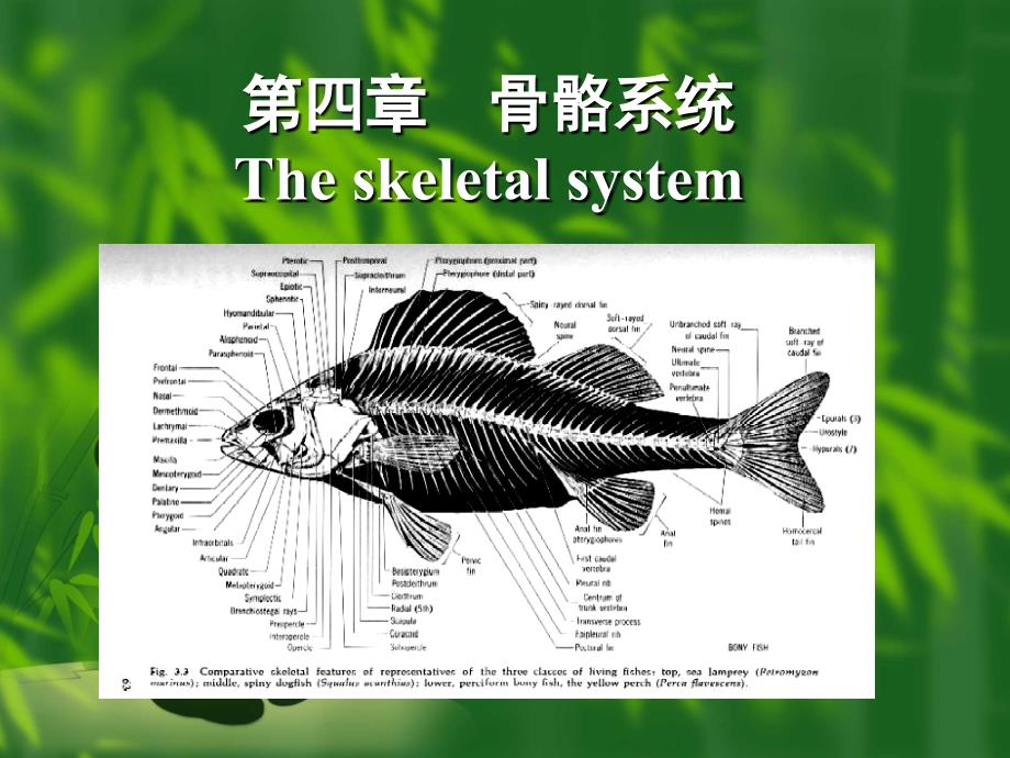 04鱼类的骨骼_第1页