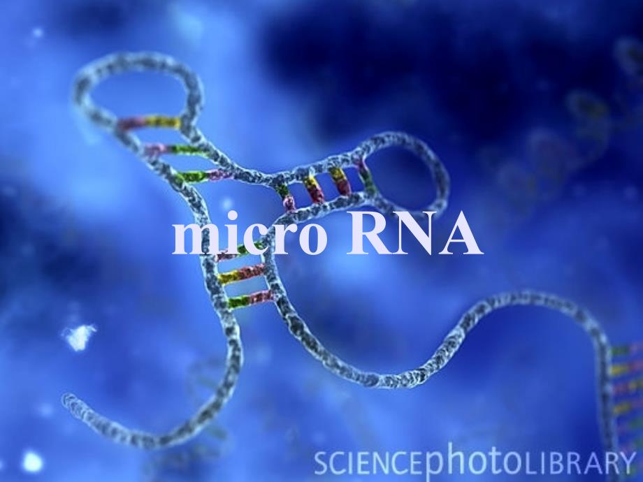 microRNA解读_第1页