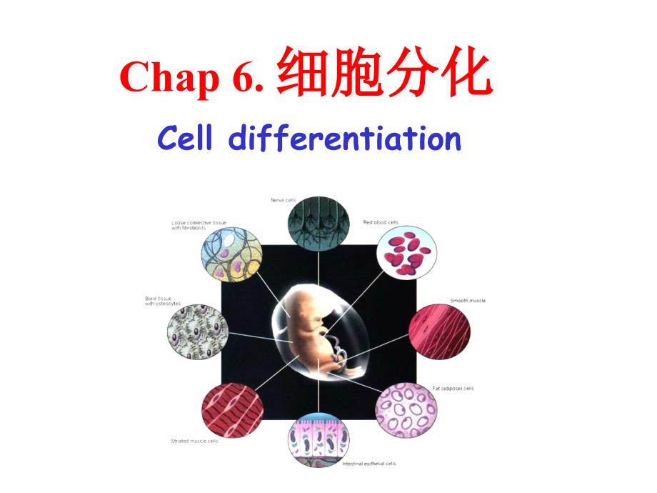 6 细胞分化_第1页