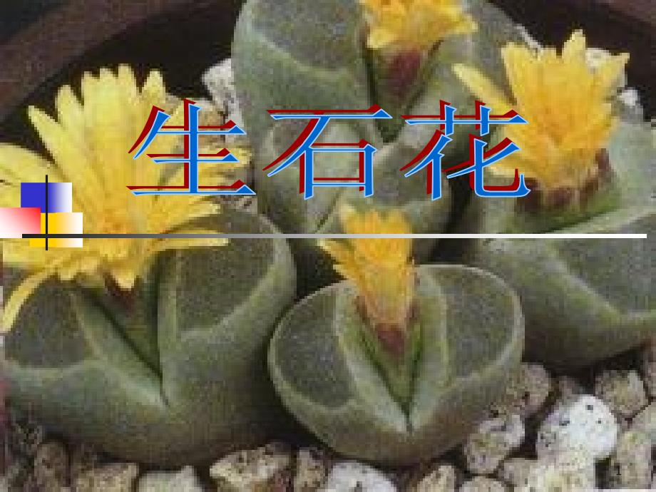 花卉栽培技术多浆植物生石花_第1页