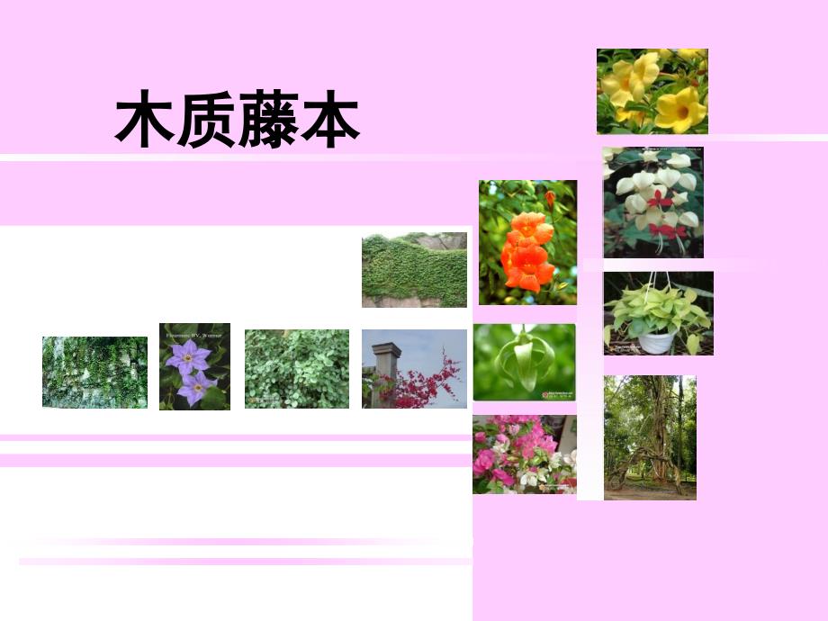 园林藤本植物_第1页