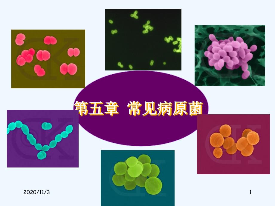 卫校病原生物与免疫第五章第一节化脓性球菌_第1页