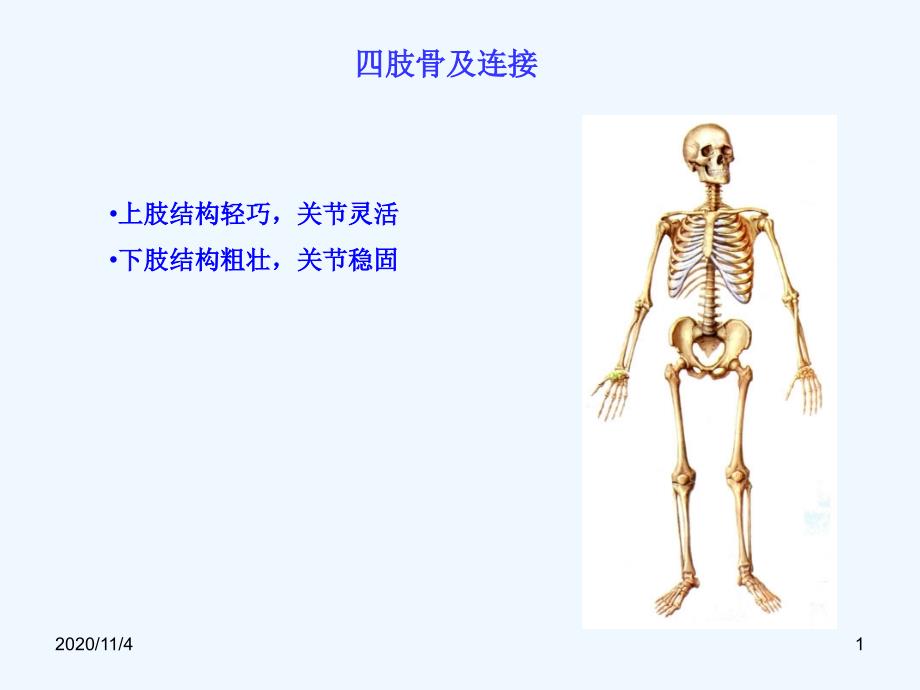 四肢骨及连接_第1页