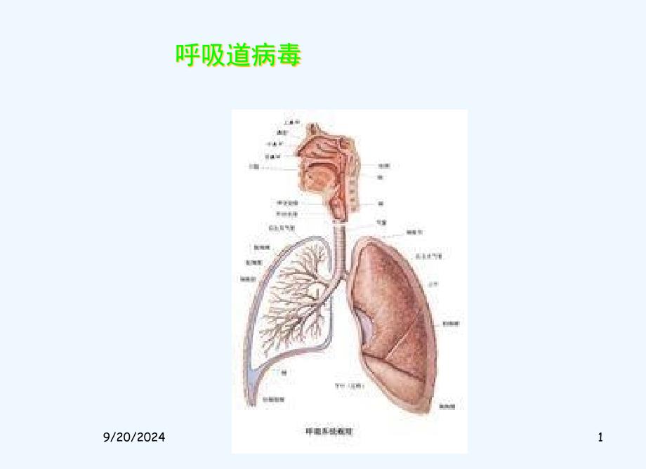 呼吸道病毒节_第1页