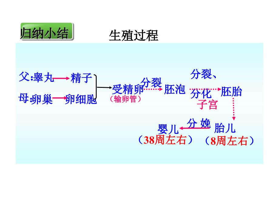 人教版七年级下册生物1.3青春期 (共60张PPT)_第1页