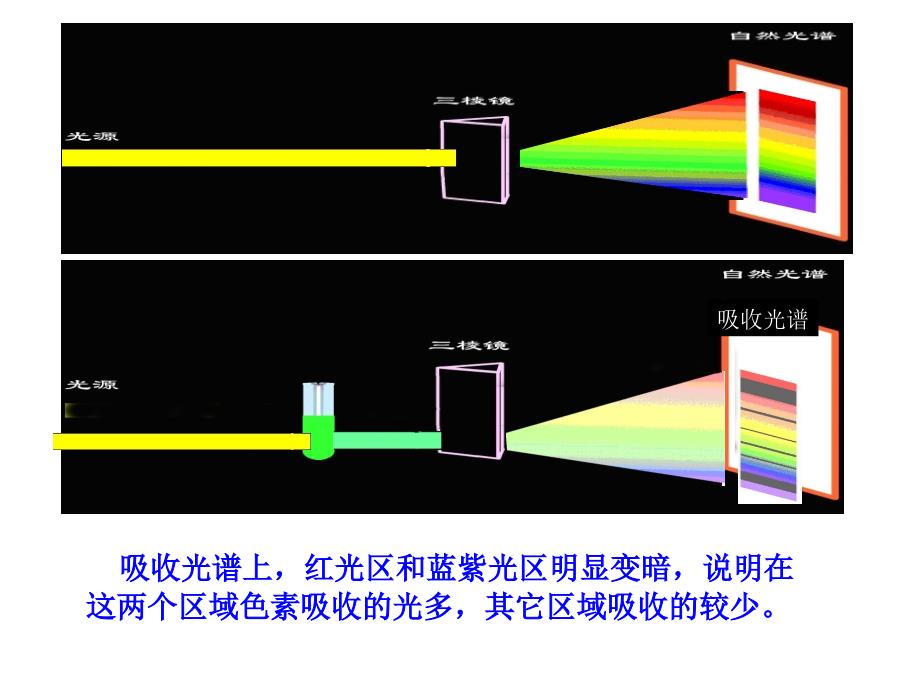 光合色素的提取与分离#_第1页