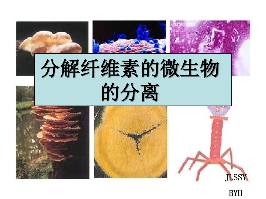 分解纤维素的微生物的分离公开课_第1页