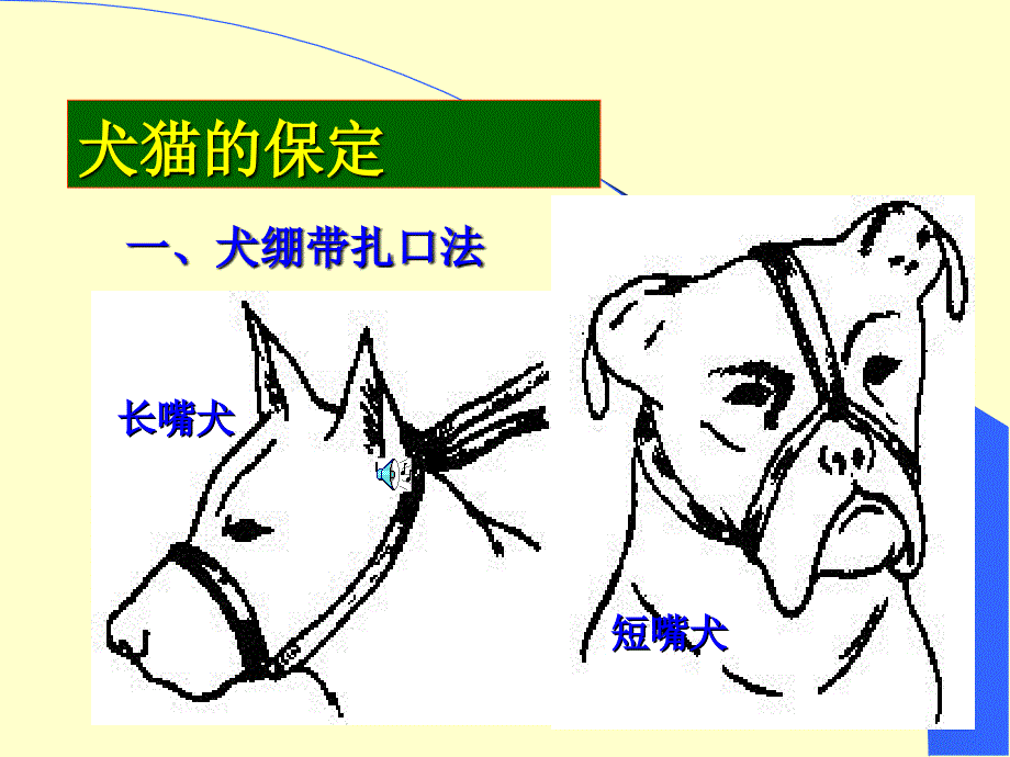 犬猫的保定方法图解_第1页