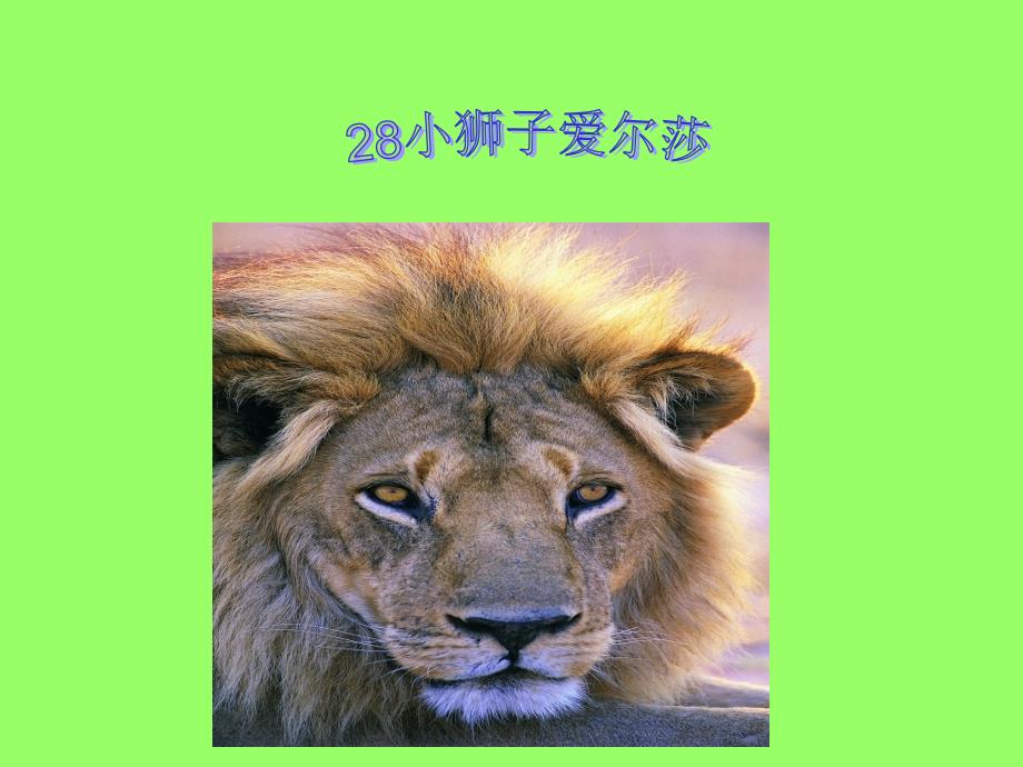 《28　小狮子爱尔莎　课件》小学语文语文S版版四年级下册5710_第1页