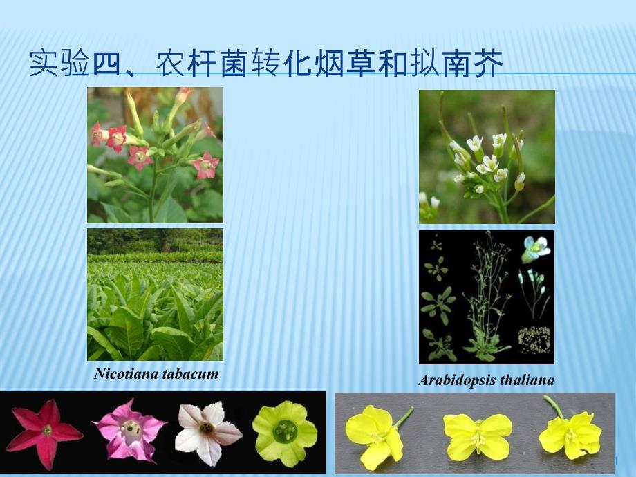 实验四农杆菌转化烟草和拟南芥_第1页