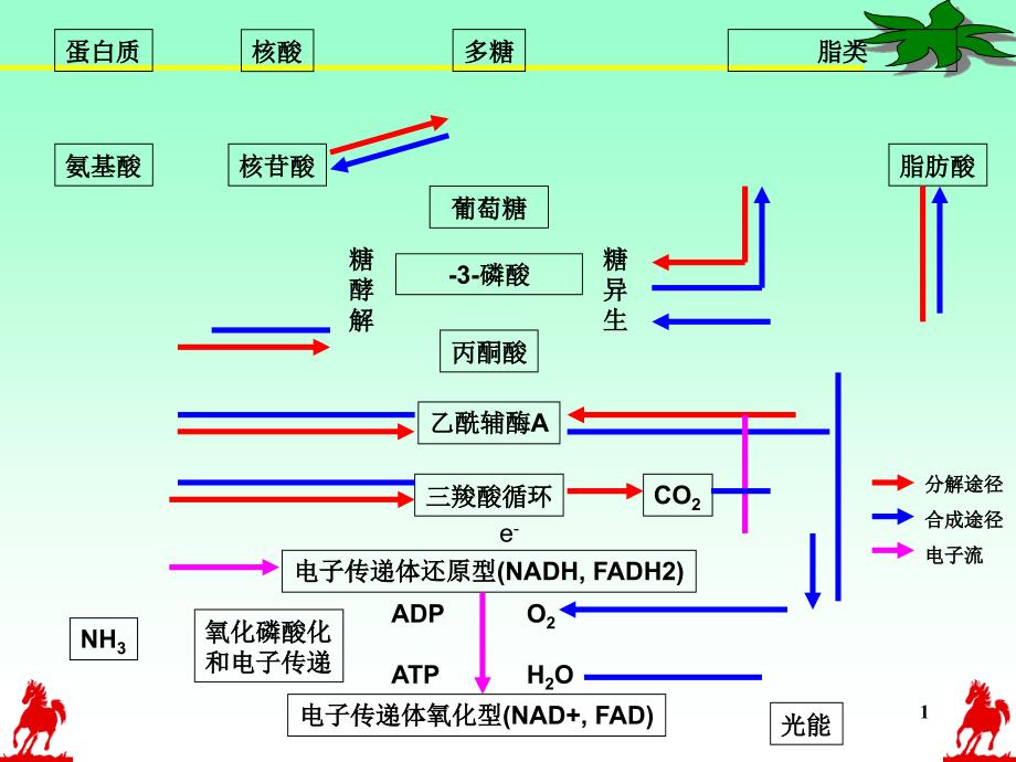 天津大学生物化学课件LectureAminoAcidMetabolism_第1页