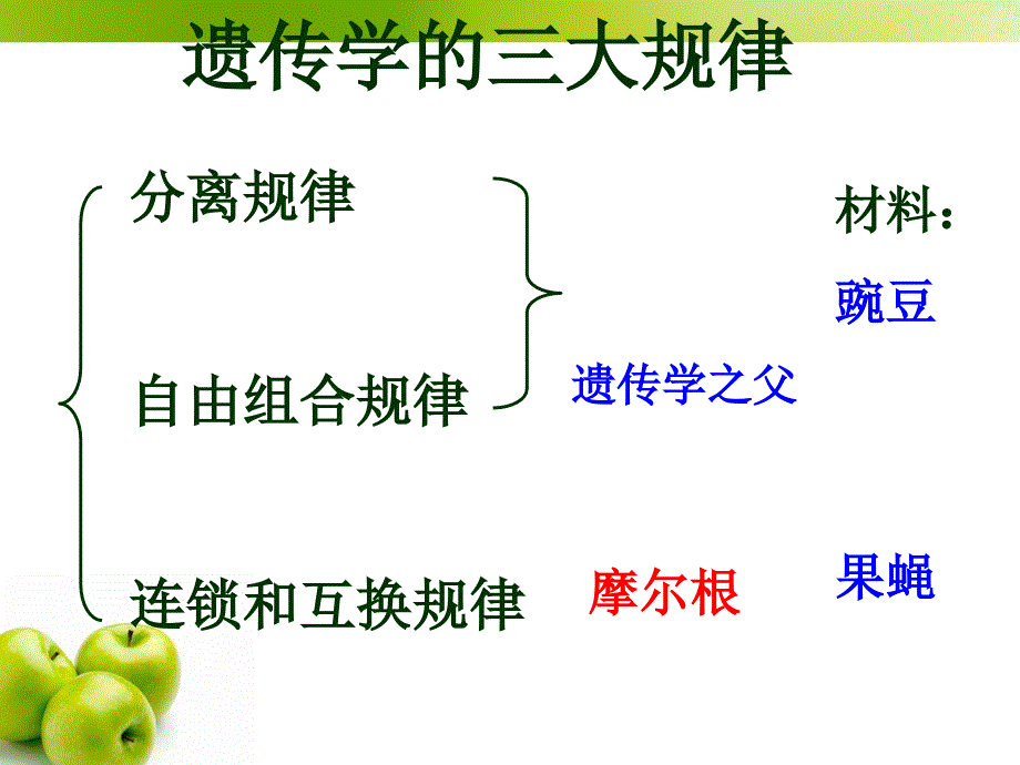 孟德尔豌豆杂交实验_第1页