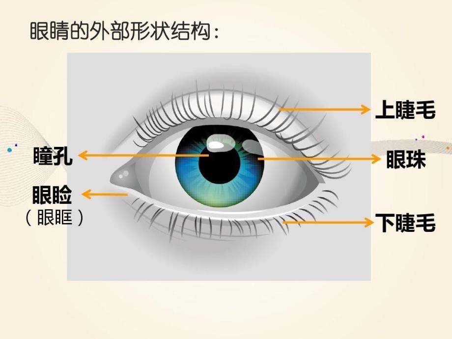 小班健康活动保护眼睛_第1页