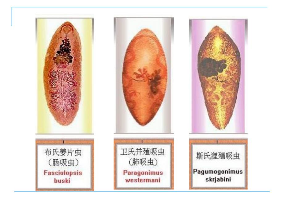 9周姜片虫、并殖吸虫 课件_第1页