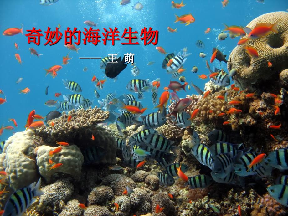 奇妙的海洋生物_第1页