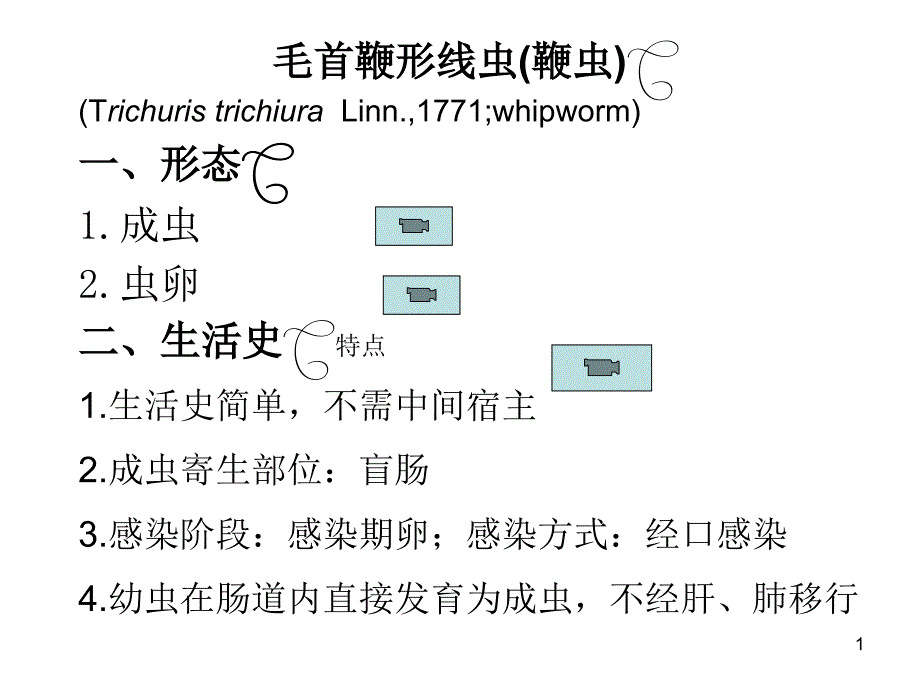 寄生虫课件 鞭蛲虫_第1页