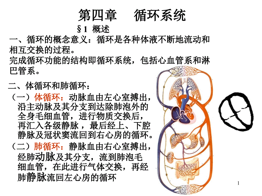 循环系统生理学_第1页