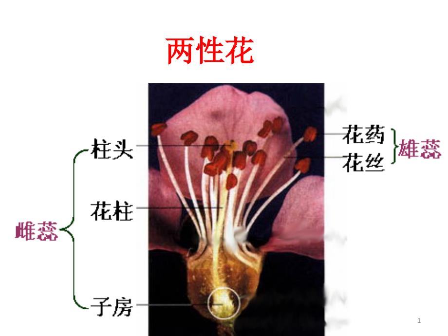 好1.1孟德尔的豌豆杂交实验(一)_第1页