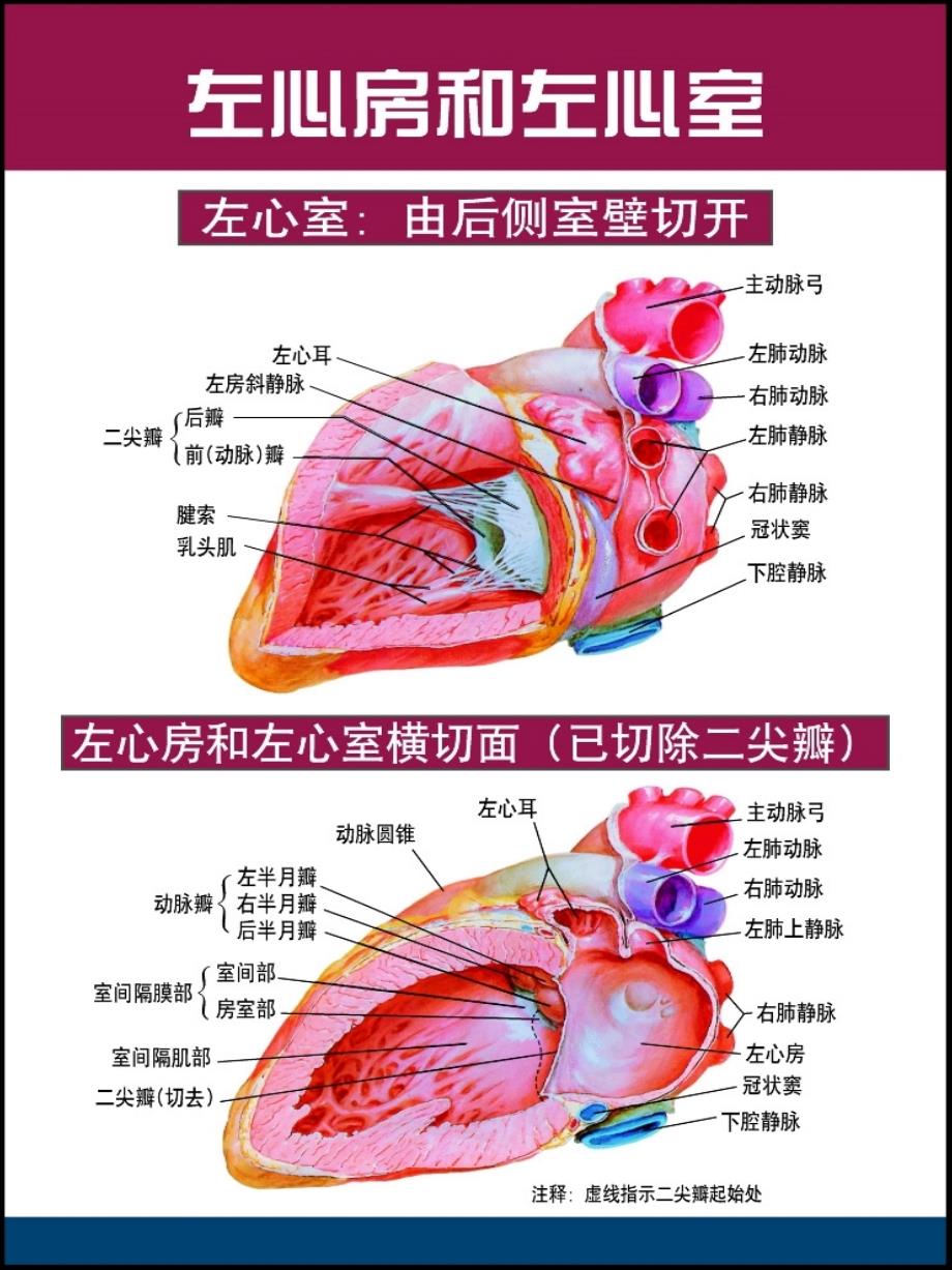 心脏及冠脉血管心脏传导系统解剖图高清34919_第1页