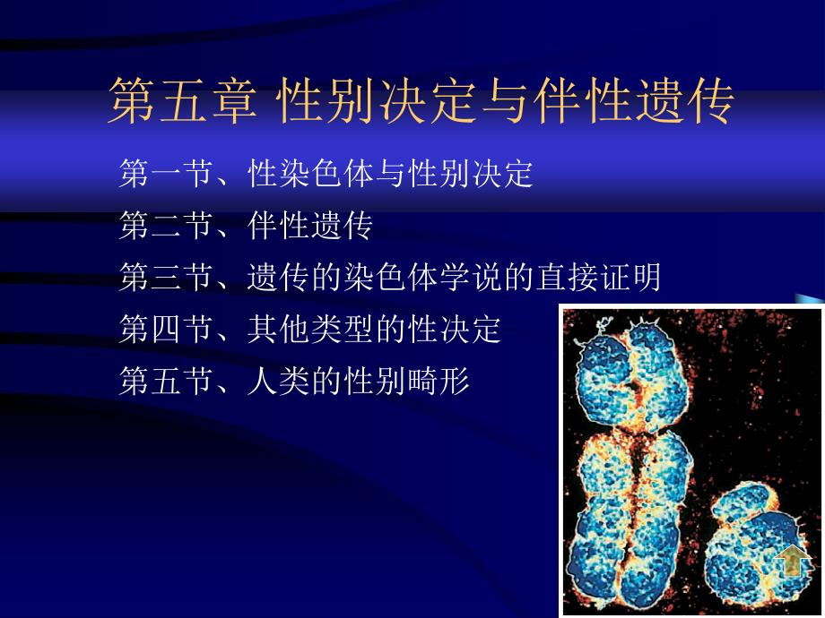 性别决定与伴性遗传_第1页