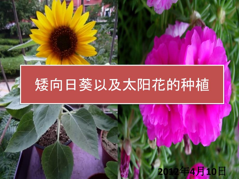 矮向日葵以及太阳花的种植_第1页