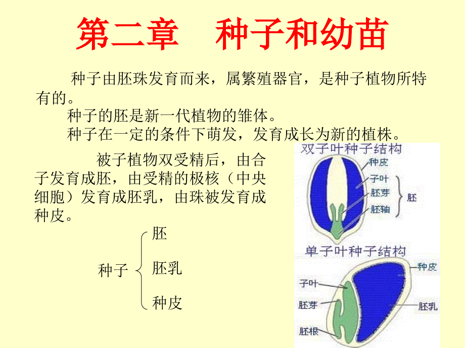 上2第二章种子和幼苗_第1页